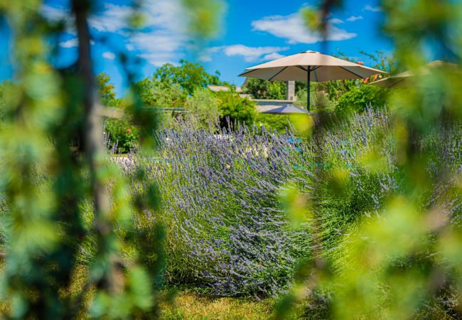 Villa in Pinezici - Design Villa Benka with heated pool in Istria Villa in Pinezici - Design Villa Benka with heated pool in Istria