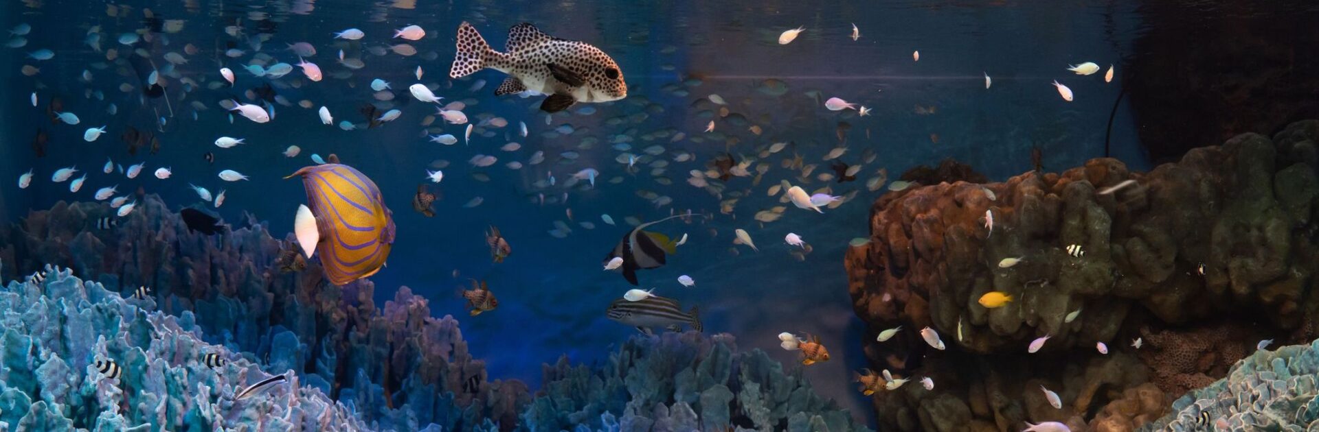Aquarium-porec