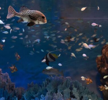 Aquarium-porec